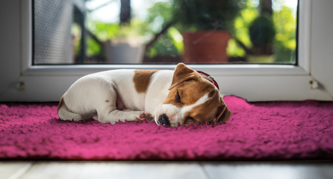 Home selling tips for pet owners